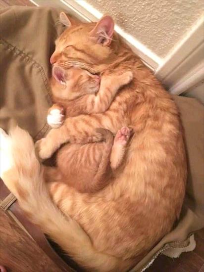 Rude - Amazing-red-tabby-cat-hug.jpg
