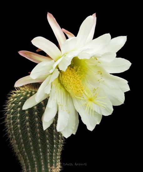Kwitnące kaktusy - Trichocereus AB2.jpg